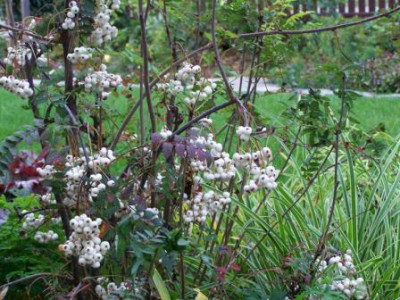 SorbKoehneana09.jpg