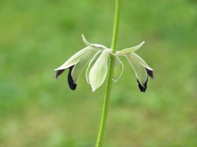 SalviaDiscolor06.jpg