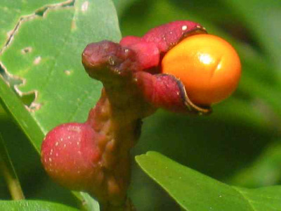 Mag._W-M.-Frucht_IMG_3755.jpg