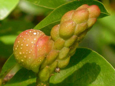 Mag._loeb2-Frucht_IMG_3764.jpg