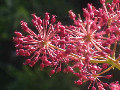 Acacia_cash.-Frucht_IMG_3765.jpg