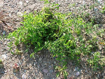wildtomaten-axel1.jpg