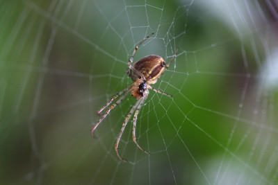 Spinnentier-im-Netz.jpg