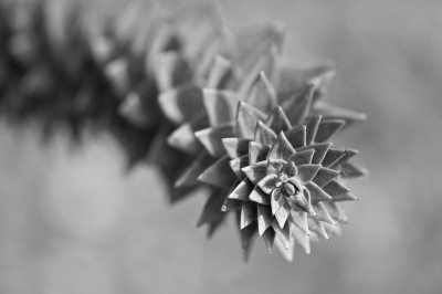 Araucaria-Sep1709.jpg