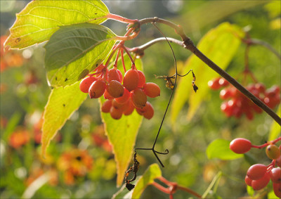 Viburnum_setigerum.jpg