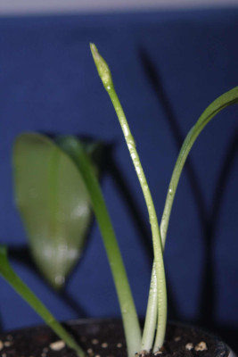 esperitensis_var._ituberae.jpg