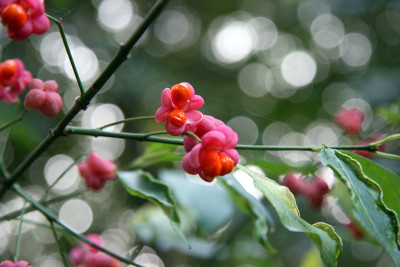 Euonymus_europaeusIMG_4471jpg.jpg