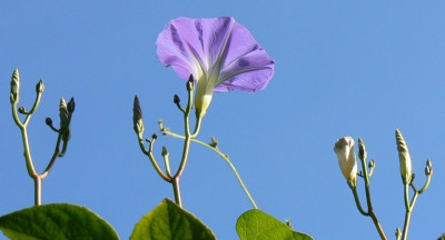 Blau_in_Blau.jpg