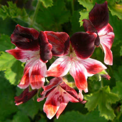 Pelargonium_unbek_Angel_090919.jpg