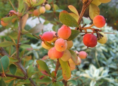Berberis_wilsoniae_09.JPG
