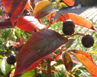 Cotoneaster_malanocarpa.JPG