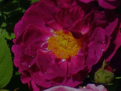 R._Zigeunerknabe_IMG_2711.jpg