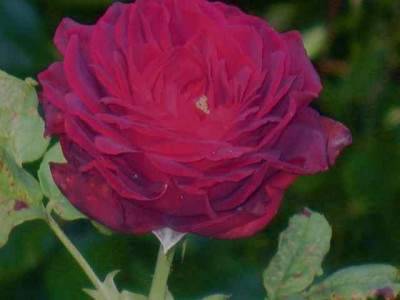 R._Astrid_Grafin_von_Hardenburg_IMG_3631.jpg