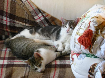 fagus_ellie_sofa.jpg
