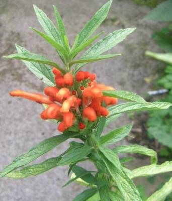 Leonotis_nepetifolia_v.graf_anni.jpg