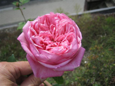 tee_016_Small.jpg