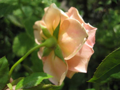 tee_014_Small.jpg