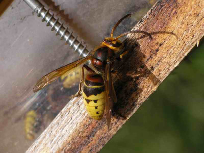 IMGP7560.JPG