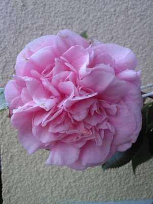 SP_A0342.jpg