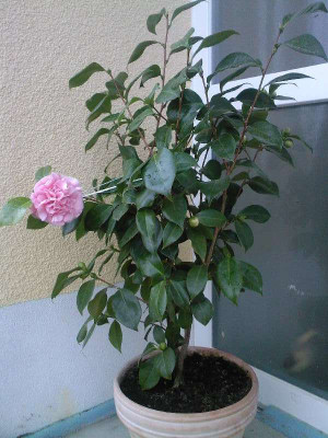 SP_A0343.jpg
