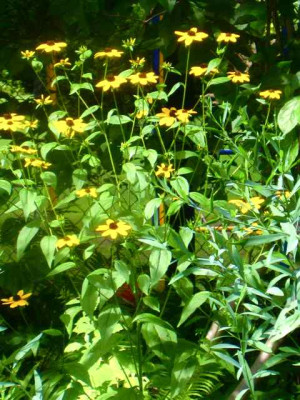 Rudb_tril.2_IMG_3721.jpg