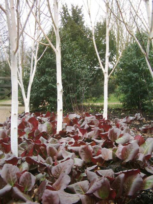 Birchbergenia.jpg