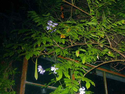 C._Prinz_Cahrles_2_IMG_3771.jpg