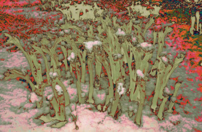 paeony.jpg