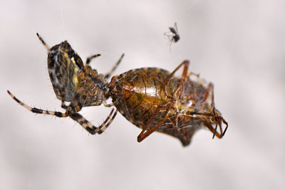 Mahlzeit-Sep2009.jpg