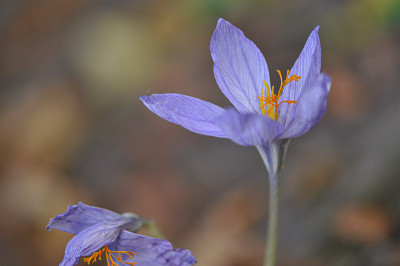 Herbstcrocus-Sep2009.jpg