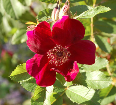 Basyes_Purple_Rose_0011__58075.jpg