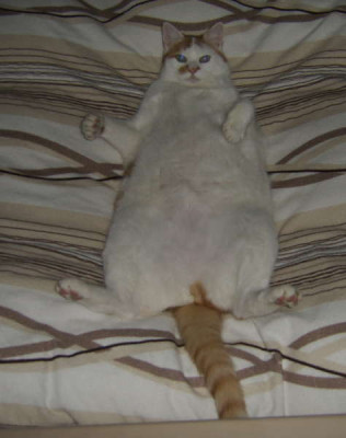 tigerimbett.jpg