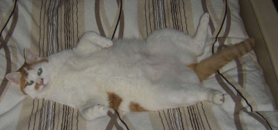 tigerimbett2.jpg
