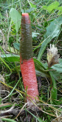 0_pilz1.jpg