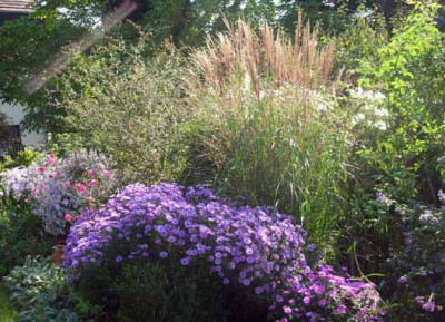 Kissenaster_1.J._nach_Pflanzung.jpg
