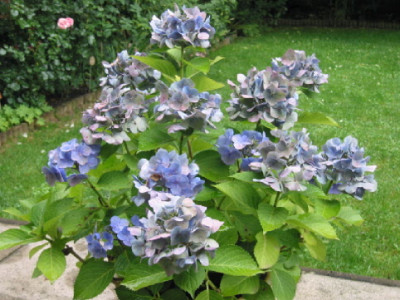 Hortensie_blau_Spaetsommer.jpg