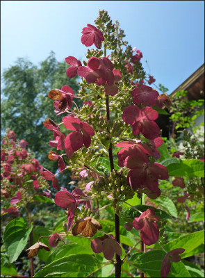 Hydrangea_Stamm.jpg