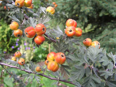 crataegus.jpg