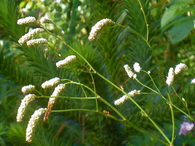 Sanguisorba_Standup_Comedian_IMG_3783.jpg
