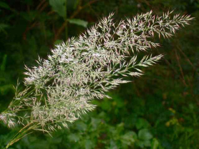 Calamagrostris_brachy._IMG_3805.jpg
