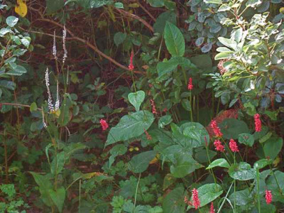 Sanguisorba_wr_IMG_3803.jpg