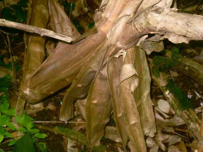 Kolw.-Rinde_IMG_3810.jpg