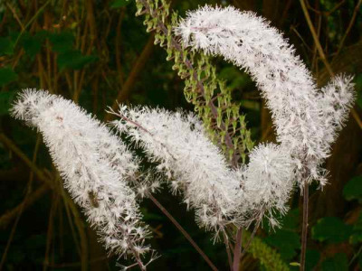 Actaea_sim._Atropurpurea_IMG_3809.jpg