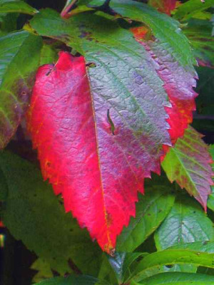 Wilder_Wein_IMG_3794.jpg