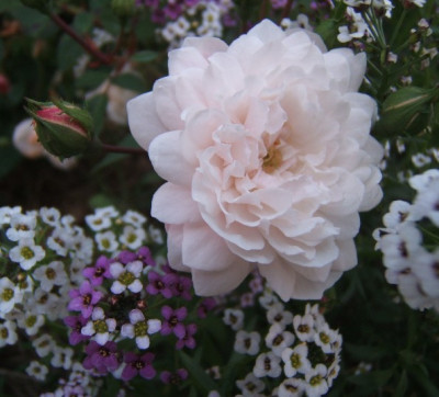 Little_White_Pet_1_09.JPG