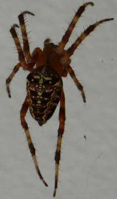 Kreuzspinne2.JPG