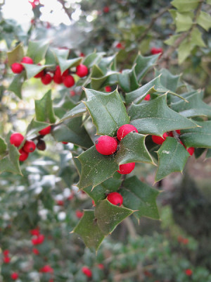 ilex_pernyi_0357.jpg