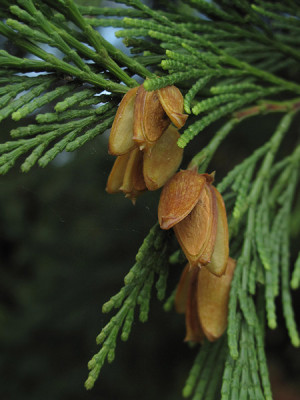 Calocedrus_decurrens_0371.jpg