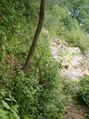 Heckenwunsch2.jpg
