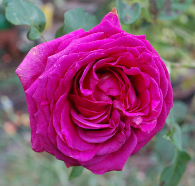 Hans_Rathgeb_0010__57926.jpg